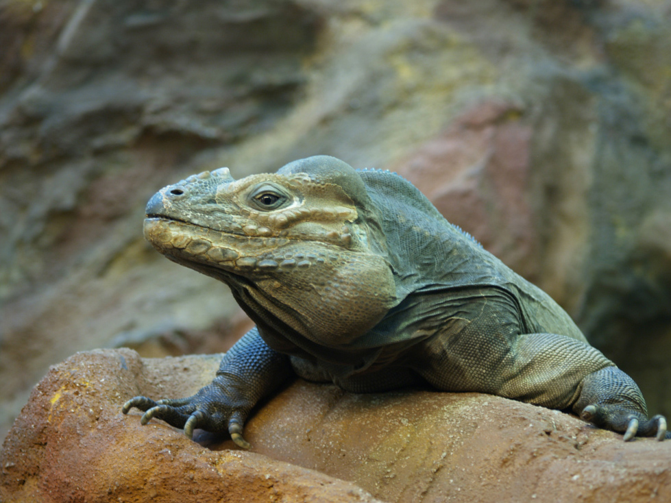 Lizard