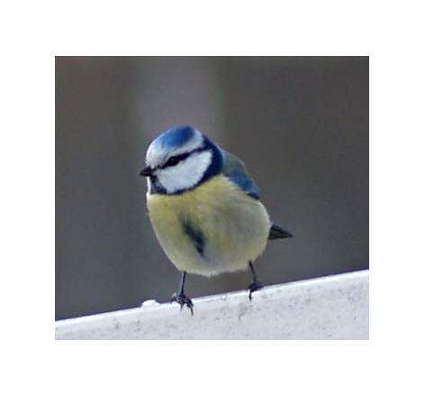 birdy