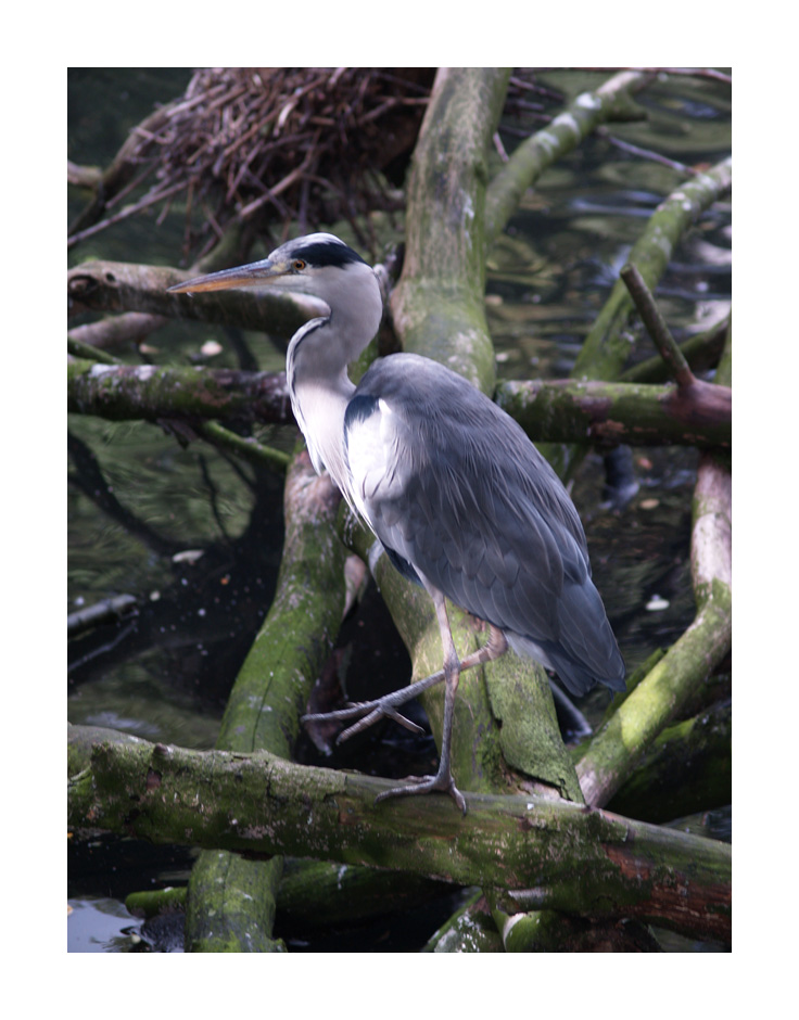 Blue Heron