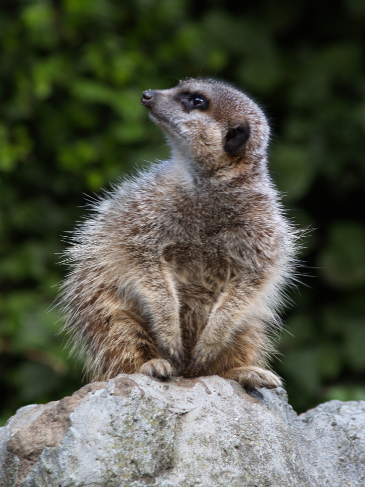 Meerkat