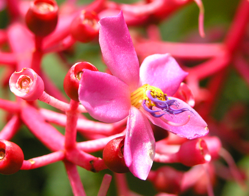 weird orchid