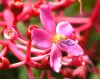 weird orchid by Emerson Go