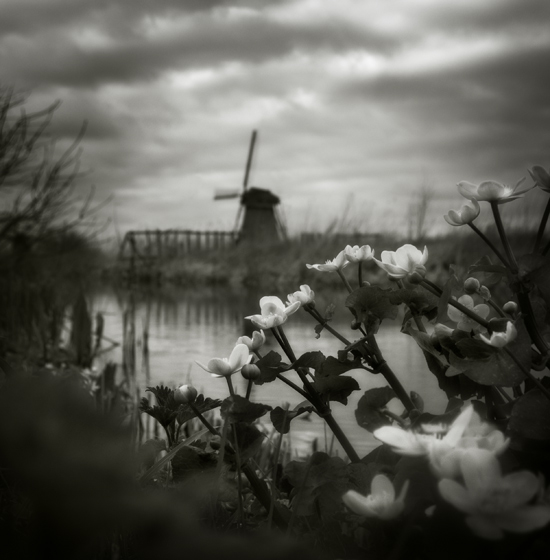 Kinderdijk III...