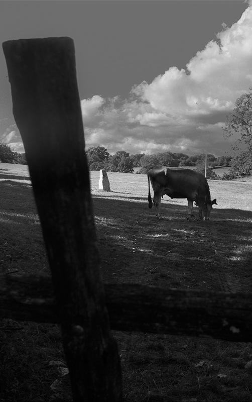 Krava (cow)