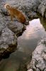 The dog and water by karmen orlić gr?etić