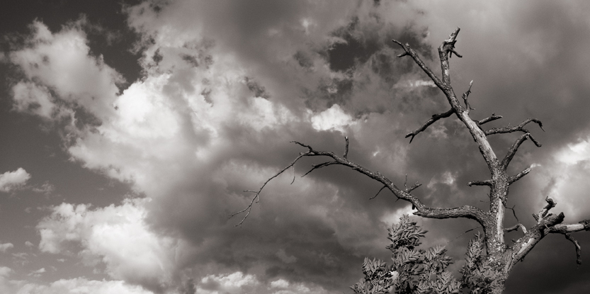 clouds and tree
