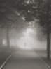the fog