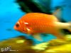 Gold Fish