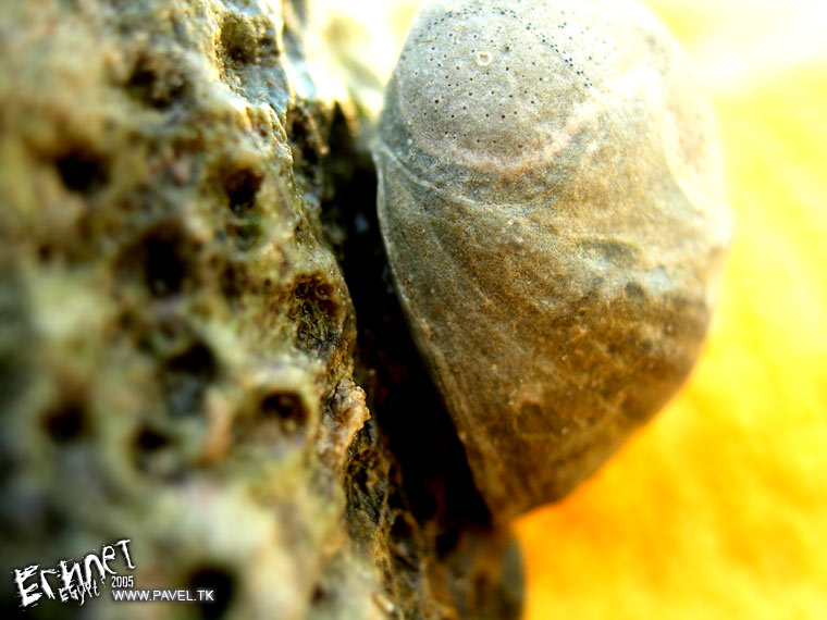 Mollusk