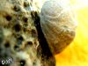 Mollusk