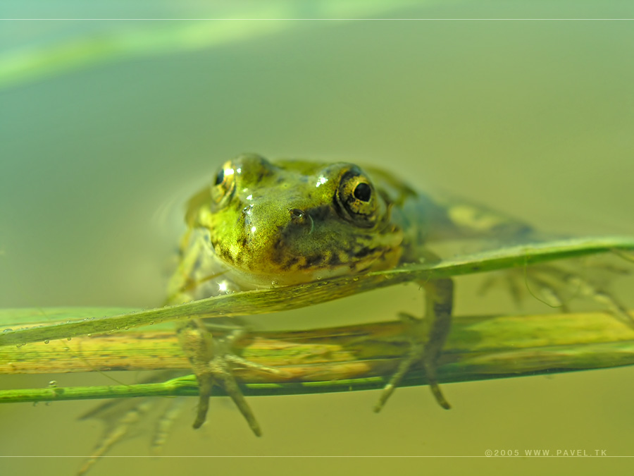 Froggy