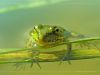 Froggy by Pavel Turbanov