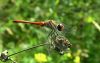 Dragonfly by Pavel Turbanov