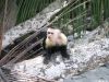 Monkey Business