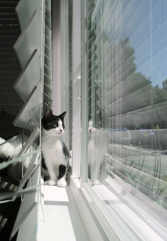 Cat Reflection