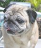 Pug