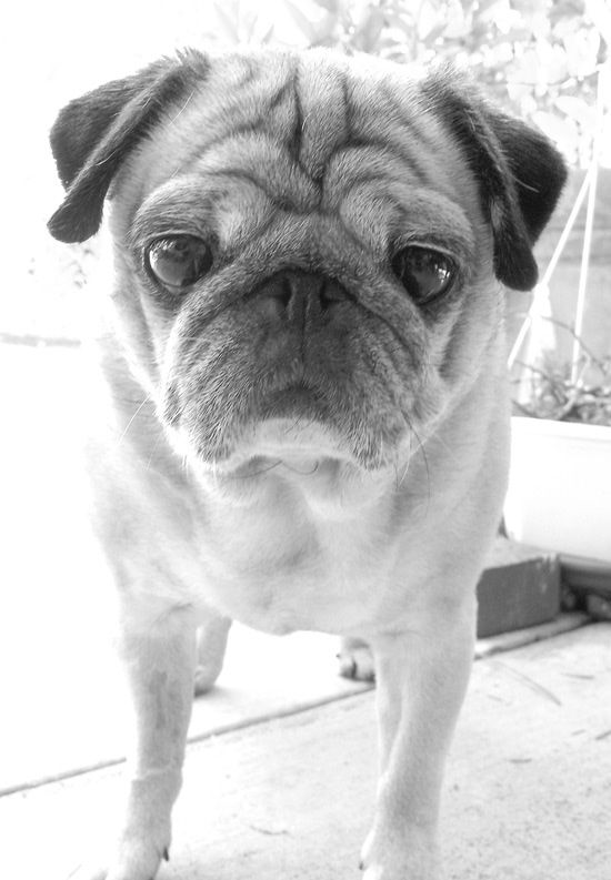 Sushi the Pug