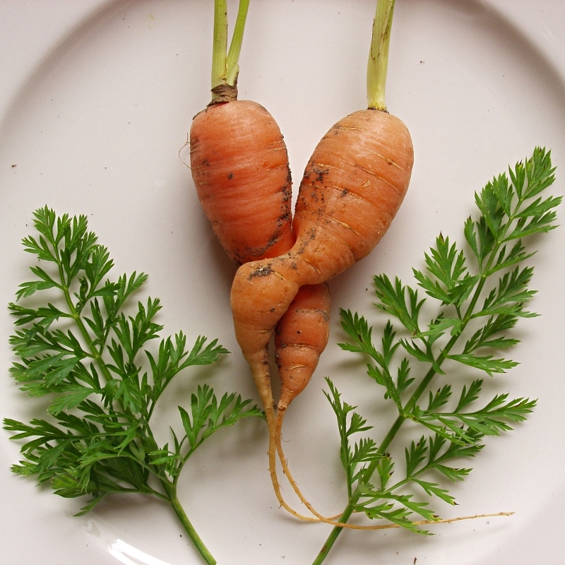 Carrot love