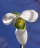 snowdrop by Udo Altmann