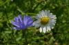 Camomile and Chicory by Udo Altmann