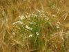 Camomile in Barley by Udo Altmann