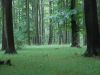 Fairy Tale Forrest by Udo Altmann