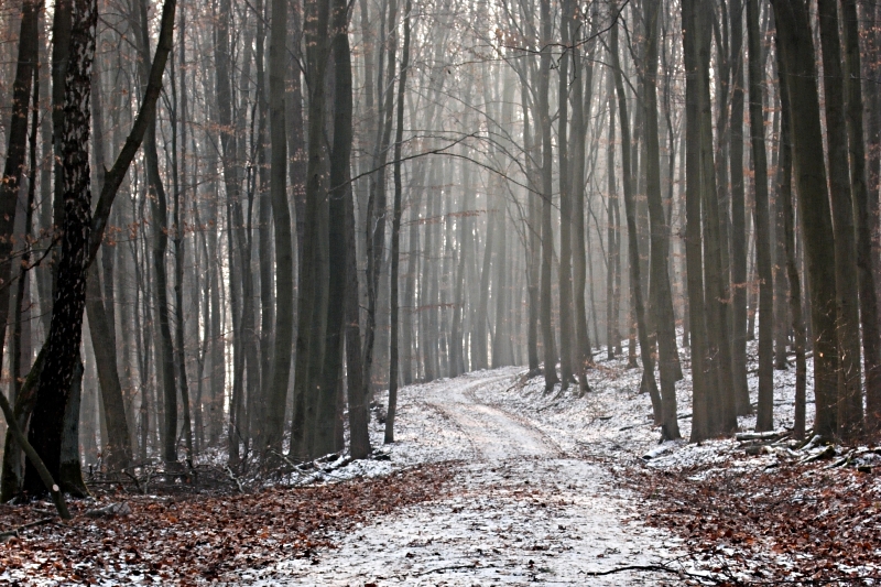 Deep Into The Forrest