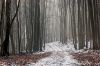 Deep Into The Forrest by Udo Altmann
