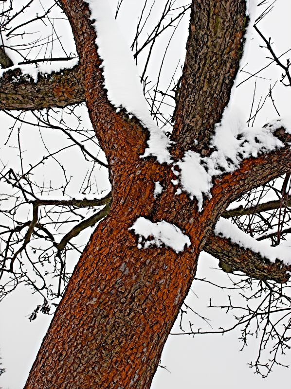 Rusty Tree