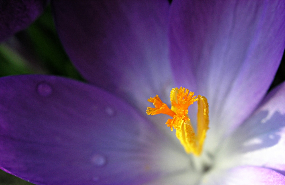 Crocus stamen