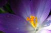 Crocus stamen by Udo Altmann