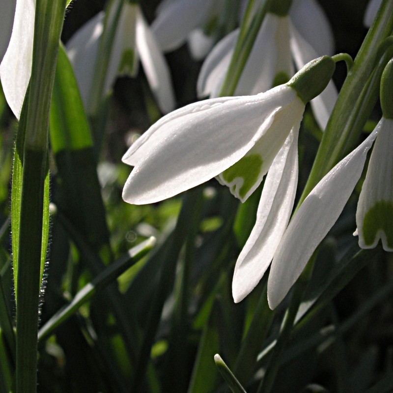 snowdrop (3)