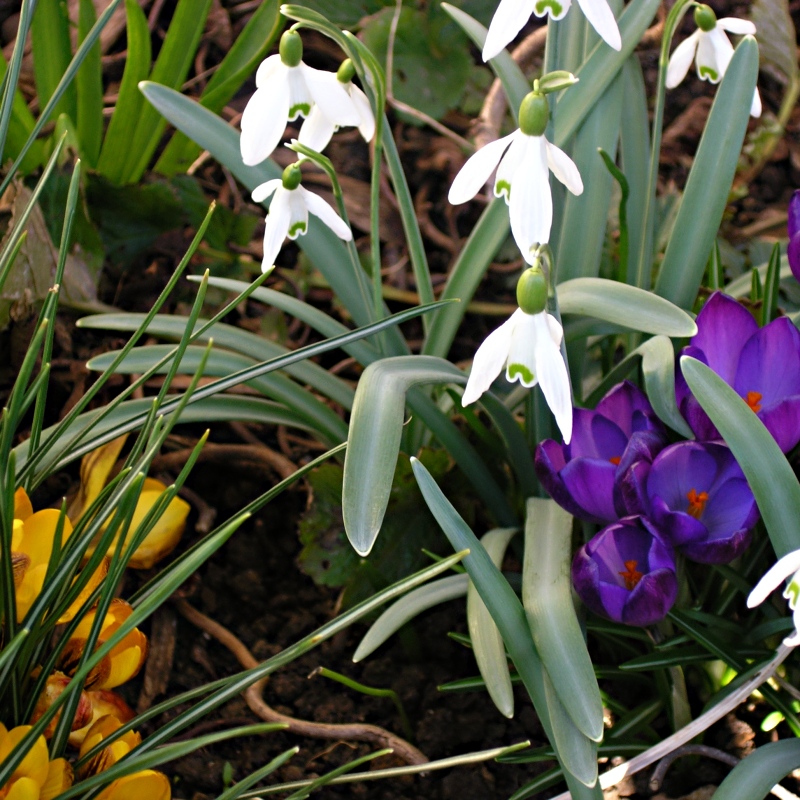 Early Spring Still Life