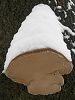 Tinder fungus (2) by Udo Altmann