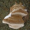 Tinder fungus by Udo Altmann