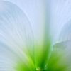 Amaryllis