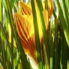 Crocus by Udo Altmann