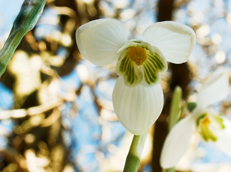 Snowdrop (2)