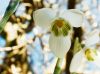 Snowdrop (2) by Udo Altmann
