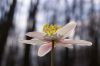 Wood Anemone by Udo Altmann