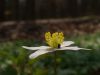 Wood Anemone (3) by Udo Altmann