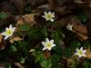 Wood Anemone (2) by Udo Altmann