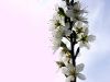 Blackthorn (2) by Udo Altmann