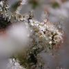 Blackthorn (4) by Udo Altmann