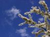 Blackthorn (3) by Udo Altmann