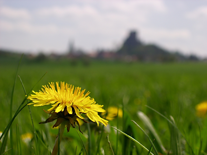 Dandelion (2)