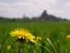 Dandelion (2) by Udo Altmann