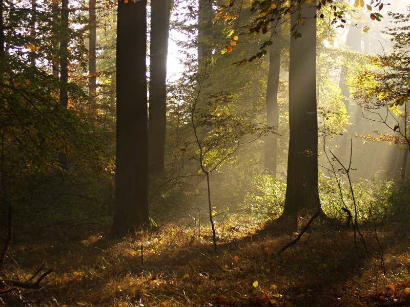 Morning in the Forest