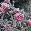 Roses have Thorns by Udo Altmann