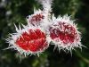 Leaves In Hoar Frost by Udo Altmann
